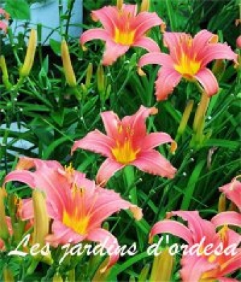 Hemerocallis cara mia
